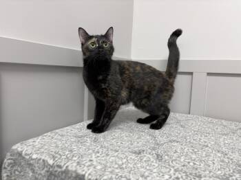 Rescue Domestic Short Hair Cats for Adoption in Frankfort, Indiana - Freckles | PetCurious