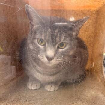 Janey -  Domestic Short Hair Cat for Adoption in Philadelphia, Pennsylvania - Janey | PetCurious