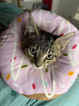 Domestic Short Hair Cats Available for Adoption in Anna, Texas - Easton | PetCurious