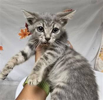 Domestic Short Hair Cats Available for Adoption - BUBBY | PetCurious
