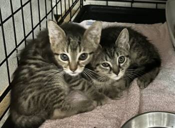 Rescue Domestic Short Hair Cats for Adoption in Anderson, Indiana - Marco | PetCurious