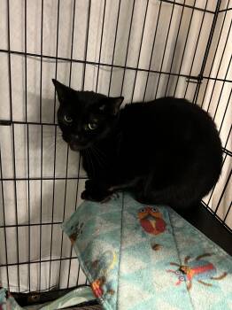 Lucas -  Domestic Short Hair Cat for Adoption in Holland, Michigan - Lucas | PetCurious