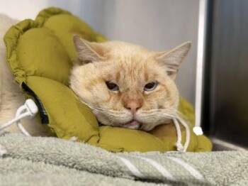 Siamese Cats Available for Adoption in Sacramento, California - Tom Cheeks | PetCurious