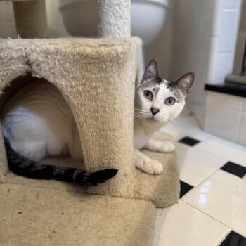 Michael -  Siamese and Domestic Short Hair Cat for Adoption in Fort Lauderdale, Florida - Michael | PetCurious