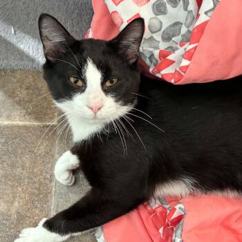 Domestic Short Hair Cats Available for Adoption in Queenstown, Maryland - Boots | PetCurious