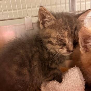 Button -  Domestic Short Hair Cat for Adoption in Bristol, Indiana - Button | PetCurious