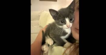 Stevie ’26 -  Domestic Short Hair Cat for Adoption in Virginia Beach, Virginia - Stevie ’26 | PetCurious