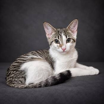 Theo -  Domestic Short Hair Cat for Adoption in Fort Lauderdale, Florida - Theo | PetCurious