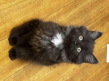 Prince Charming -  Domestic Long Hair Cat for Adoption in Bethel Park, Pennsylvania - Prince Charming | PetCurious
