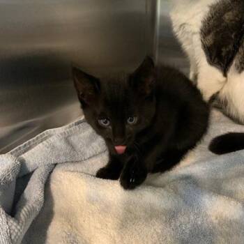 NCI5623 Lakota -  Domestic Short Hair Cat for Adoption in Port Washington, New York - NCI5623 Lakota | PetCurious