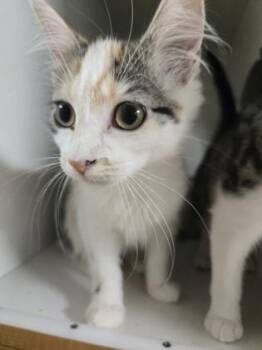 Love Spell -  Domestic Medium Hair and Domestic Short Hair Cat for Adoption in Savannah, Georgia - Love Spell | PetCurious