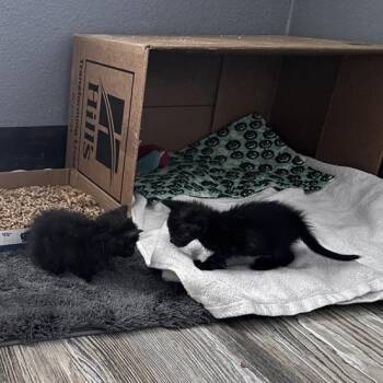 Domestic Medium Hair Cats Available for Adoption in Salt Lake City, Utah - Achilles | PetCurious