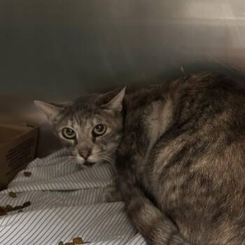 Domestic Short Hair Cats Available for Adoption in Roanoke, Virginia - Jacklyn | PetCurious