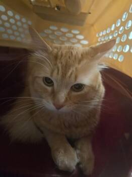 Domestic Medium Hair Cats Available for Adoption in Minneapolis, Minnesota - CHICO | PetCurious