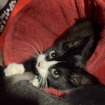 Pinto Bean -  Domestic Short Hair Cat for Adoption in Buffalo, New York - Pinto Bean | PetCurious