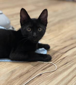 Rescue Domestic Short Hair Cats for Adoption in Houston, Texas - Pippa | PetCurious