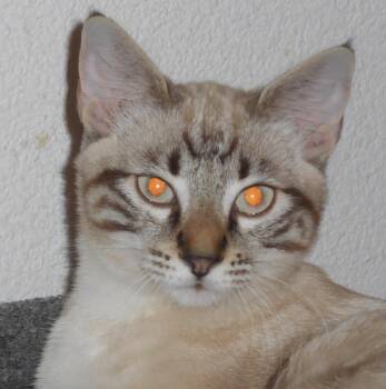 ImpyMatt -  Siamese and Tabby Cat for Adoption in North Highlands, California - ImpyMatt | PetCurious