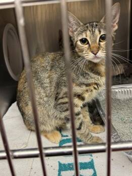 Hermione(633) -  Domestic Short Hair Cat for Adoption in Marietta, Georgia - Hermione(633) | PetCurious