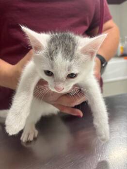 Katla -  Domestic Short Hair Cat for Adoption in Fall River, Massachusetts - Katla | PetCurious