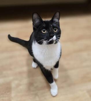 Rescue Domestic Short Hair Cats for Adoption in Woodstock, Illinois - Spruce | PetCurious