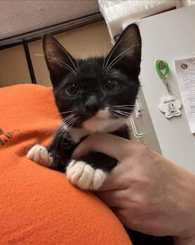 Eric -  Domestic Short Hair Cat for Adoption in Scottsdale, Arizona - Eric | PetCurious