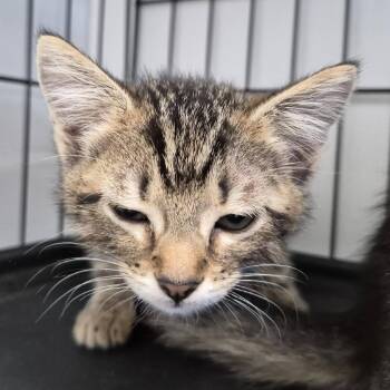 Joyce -  Domestic Short Hair Cat for Adoption in Cleveland, Mississippi - Joyce | PetCurious