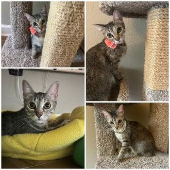 Luna Lopez -  Tabby and Domestic Short Hair Cat for Adoption in Friendswood, Texas - Luna Lopez | PetCurious