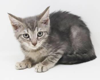 Liberty is so darn sweet and look at his sweet face - EXTRA TOES -  Extra Toes Cat Hemingway Polydactyl and Tabby Cat for Adoption in Bedford Hills, New York - Liberty Is So Darn Sweet And Look At His Sweet Face - EXTRA TOES | PetCurious