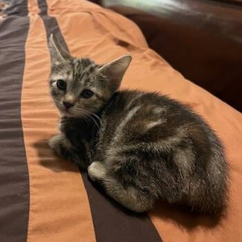 Rescue Domestic Short Hair Cats for Adoption in Houston, Texas - Milo | PetCurious