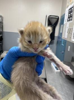 BRIE -  Domestic Short Hair Cat for Adoption in Las Vegas, Nevada - BRIE | PetCurious