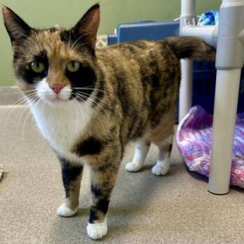 Keurig -  Domestic Short Hair Cat for Adoption in East Montpelier, Vermont - Keurig | PetCurious
