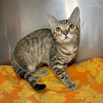 Betsy -  Domestic Short Hair Cat for Adoption in Roanoke, Virginia - Betsy | PetCurious