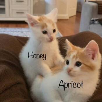 Honey and Apricot -  Domestic Short Hair Cat for Adoption in Leesburg, Virginia - Honey And Apricot | PetCurious
