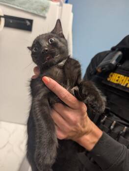 Flash -  Domestic Short Hair Cat Available for Adoption - Flash | PetCurious