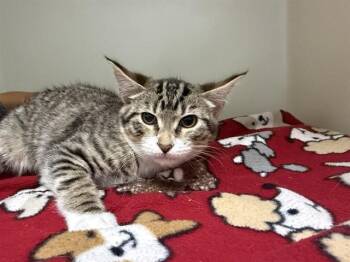 PENNY -  Domestic Short Hair Cat for Adoption in Mckinleyville, California - PENNY | PetCurious