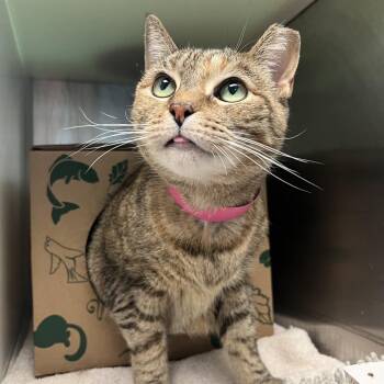 Domestic Short Hair Cats Available for Adoption - Baby | PetCurious