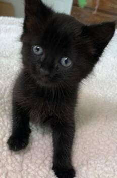 Domestic Short Hair Cats Available for Adoption in Liverpool, Texas - Astra | PetCurious