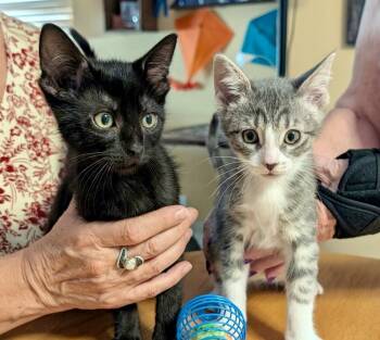 Jet -  Domestic Short Hair Cat for Adoption in Green Valley, Arizona - Jet | PetCurious