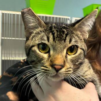 Melon -  Domestic Short Hair Cat for Adoption in Las Vegas, Nevada - Melon | PetCurious