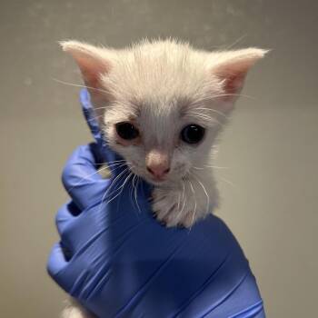Filo* -  Siamese Cat for Adoption in San Gabriel, California - Filo* | PetCurious