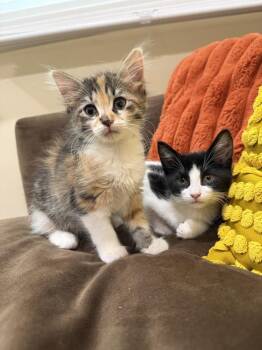 Bunny -  Calico Cat for Adoption in Chicago, Illinois - Bunny | PetCurious