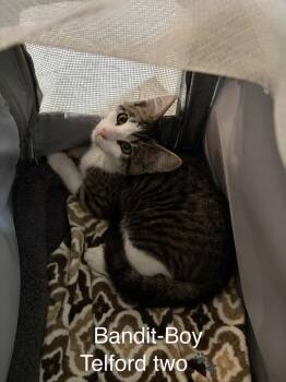 Bandit (The Telford Duo) -  Domestic Short Hair Cat for Adoption in Telford, Pennsylvania - Bandit (The Telford Duo) | PetCurious