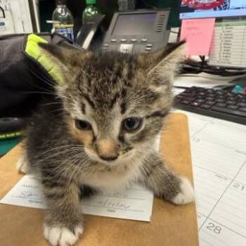 Taffeta -  Domestic Short Hair Cat for Adoption in West Palm Beach, Florida - Taffeta | PetCurious