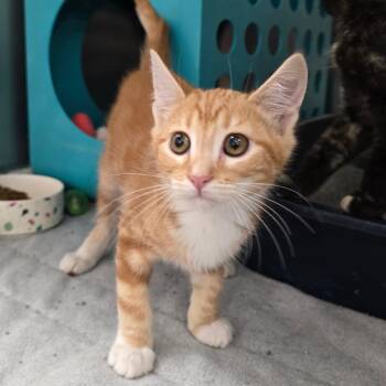 Cheeto -  Domestic Short Hair Cat for Adoption in Williston, Florida - Cheeto | PetCurious