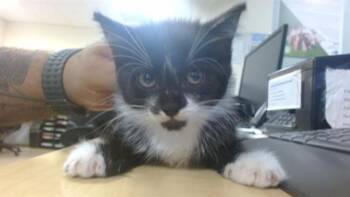 CATTY -  Domestic Short Hair Cat for Adoption in Doral, Florida - CATTY | PetCurious