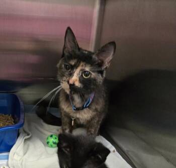 Mattress -  Domestic Short Hair Cat for Adoption in Evansville, Indiana - Mattress | PetCurious