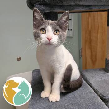 Pothole -  Domestic Short Hair Cat for Adoption in Toledo, Ohio - Pothole | PetCurious