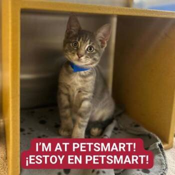 Rescue Domestic Short Hair Cats for Adoption in Carrollton, Texas - Casper | PetCurious