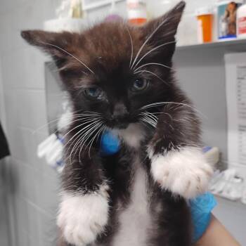 Domestic Short Hair Cats Available for Adoption in Summerville, South Carolina - Noir @ PetSmart On Dorchester Road | PetCurious