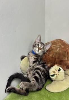 Enchilada -  Domestic Short Hair Cat for Adoption in Picayune, Mississippi - Enchilada | PetCurious